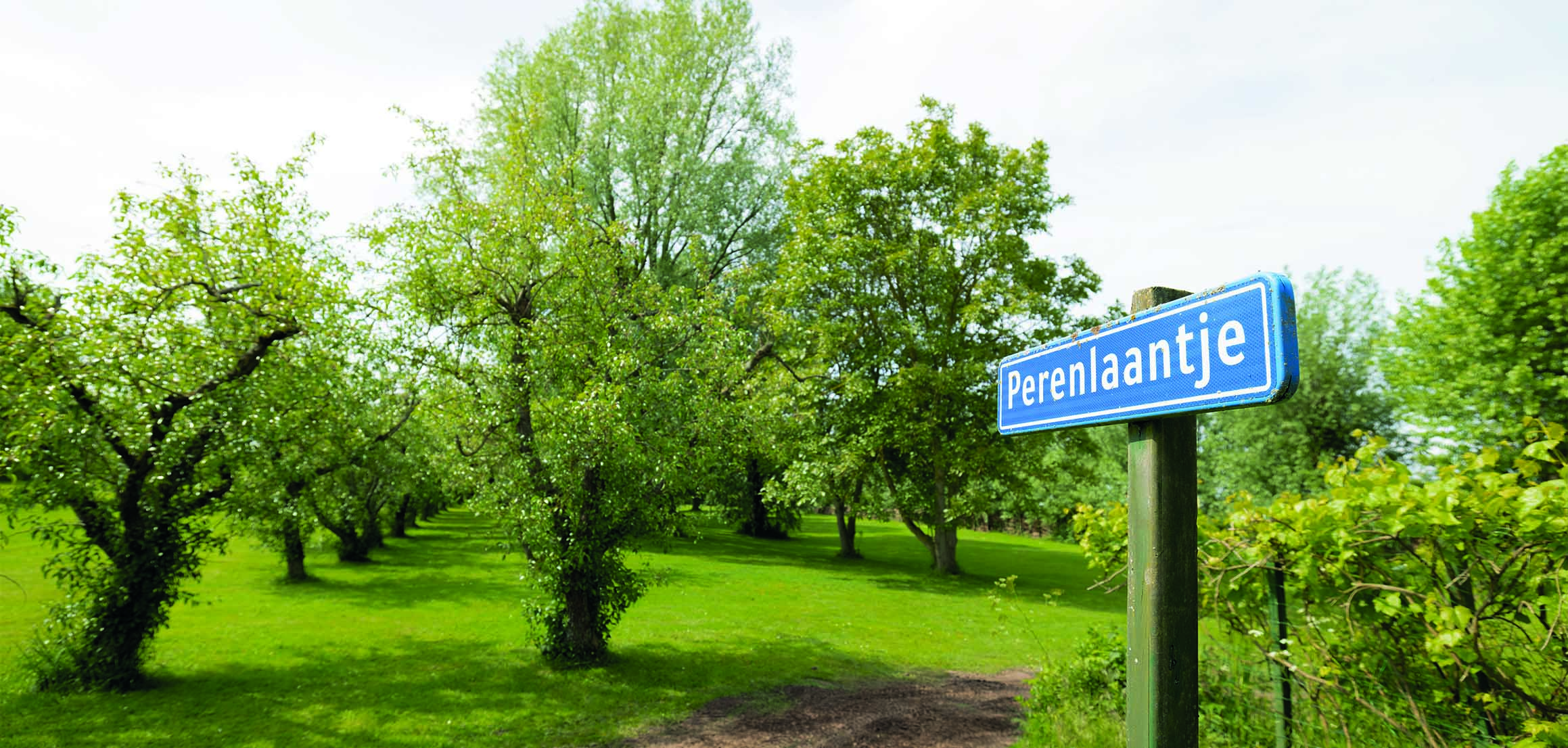 Fruitbomen en straatnaambord bij de boomgaard in Oud-Beijerland