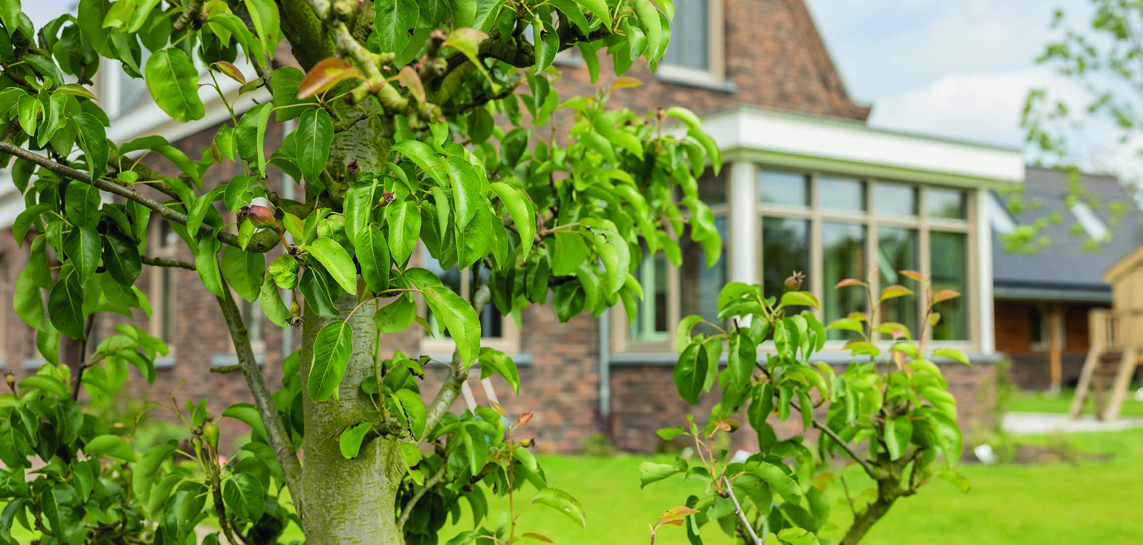 Perenboom in de tuin bij de woning in Ouderkerk aan den IJssel
