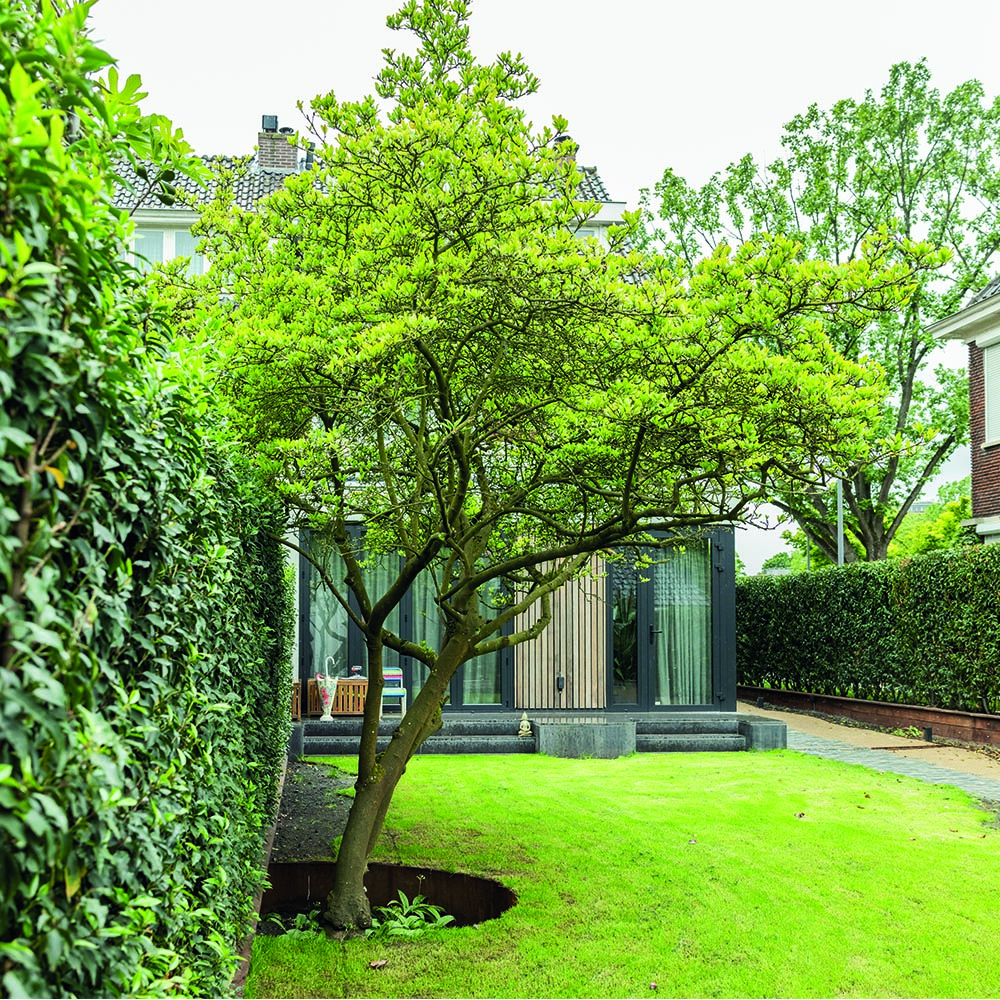 Tuin met Japanse esdoorn en buitenverblijf in Rotterdam