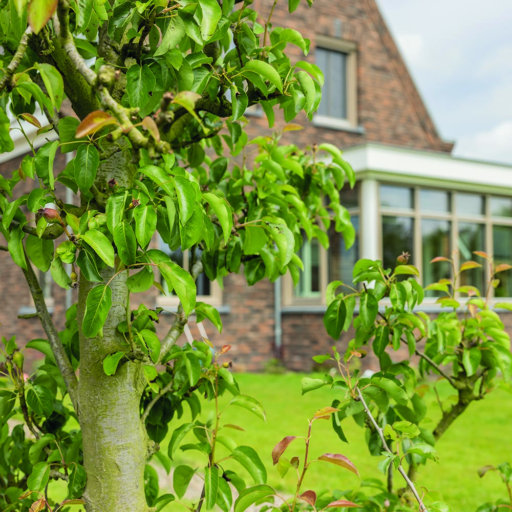 Perenboom in de tuin in Ouderkerk aan den IJssel