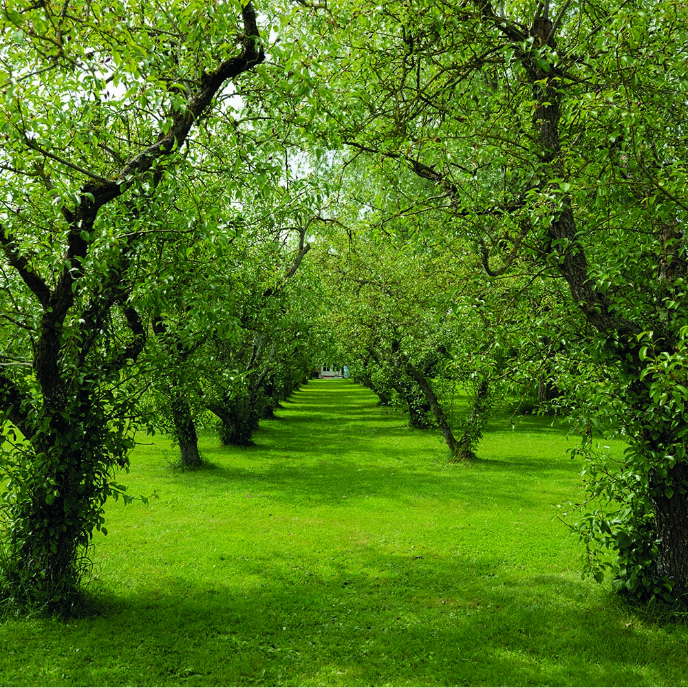 Laan met fruitbomen in de boomgaard in Oud-Beijerland